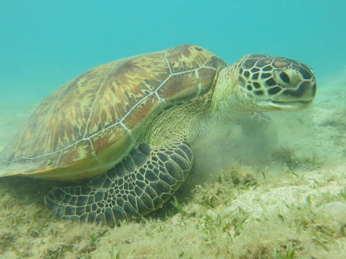 Blue Vision Diving Готель