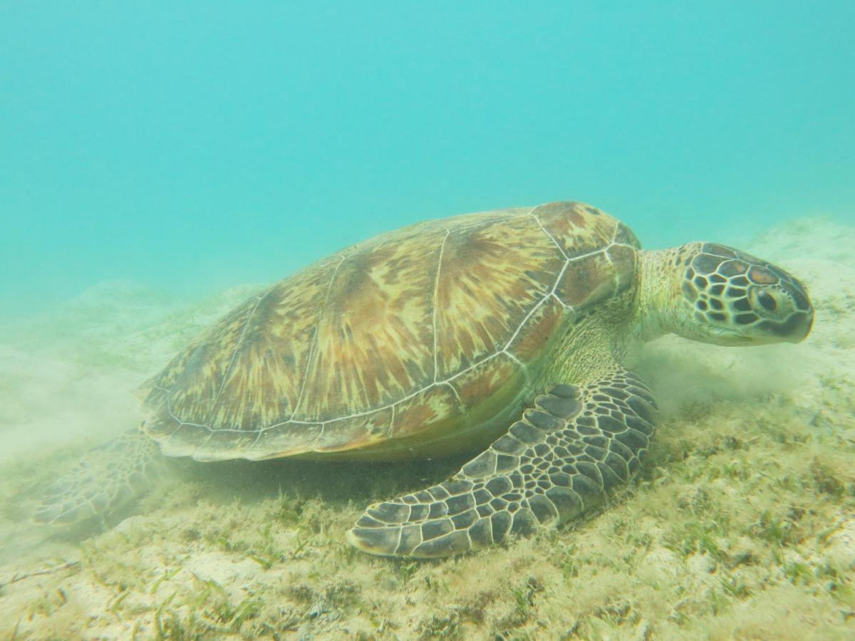 Blue Vision Diving Готель 3*